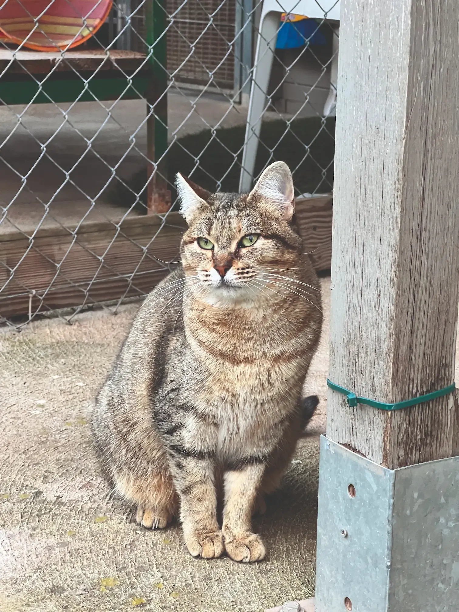 Lila